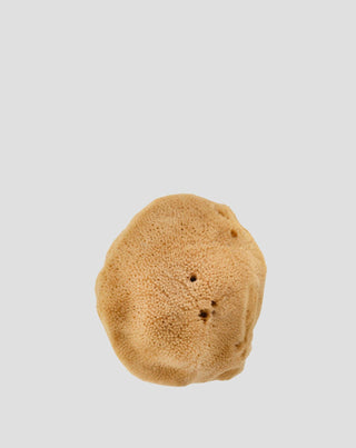 Naturlig brun havsvamp 9,5 cm 02F hypoallergen og antibakteriel Hhuumm_3 - 3