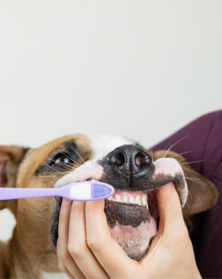 Kokos-banan-tandpasta til hunde neutraliserer lugt og fjerner tandsten Auna For Fauna 30 ml - 2